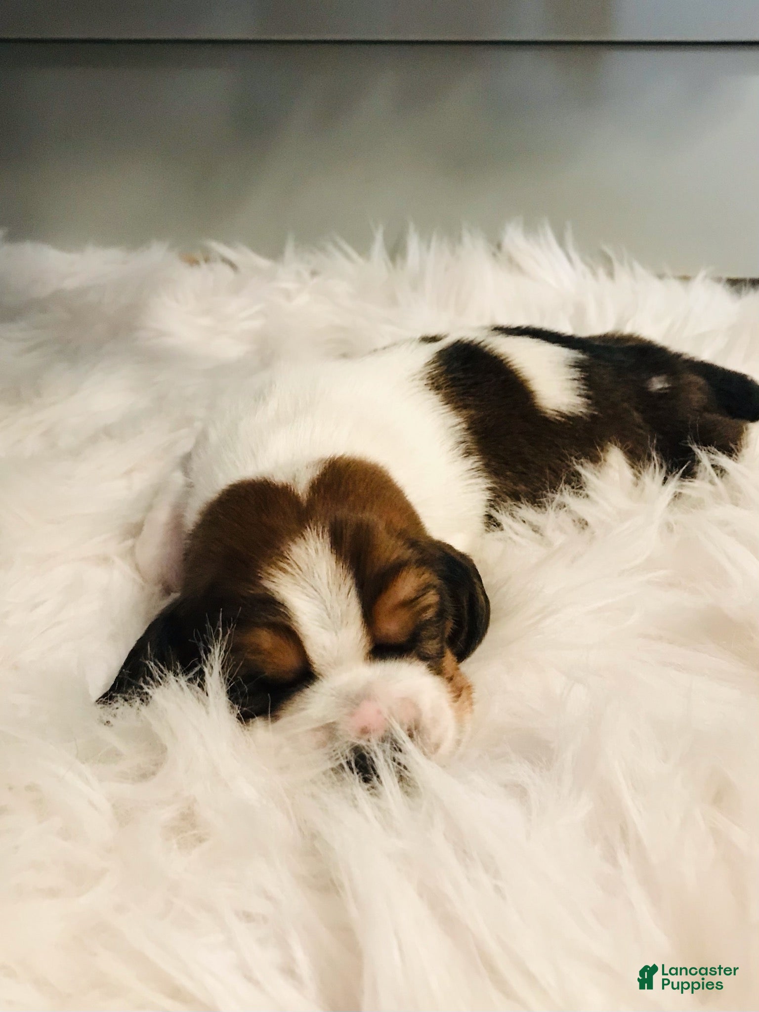 Basset Hound dogs Gus - Ad 2