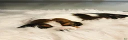 Basset Hound dogs for sale: Gus - Ad 2