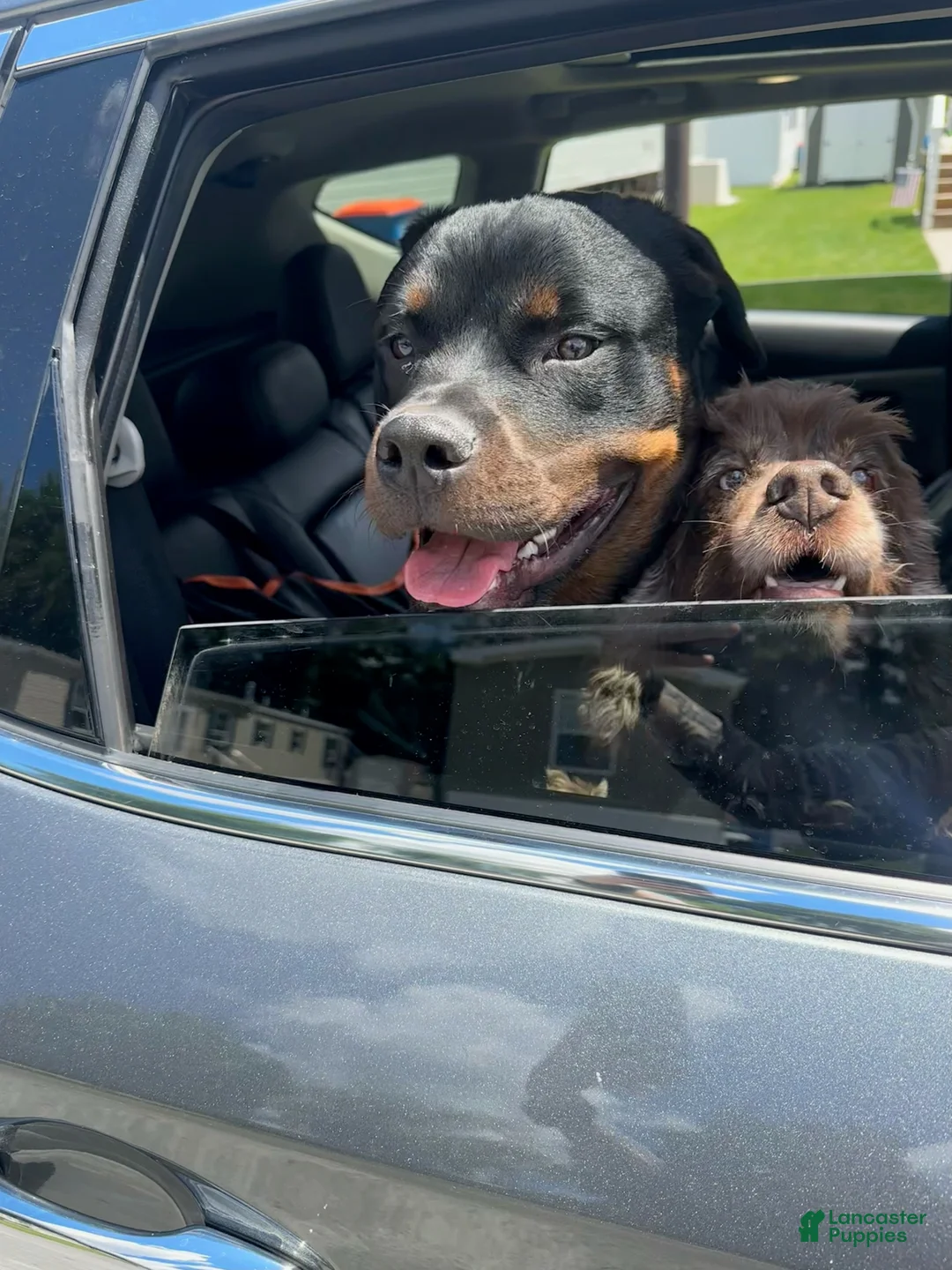 Rottweiler dogs for sale: Rottweiler Puppy 1 - Ad 4