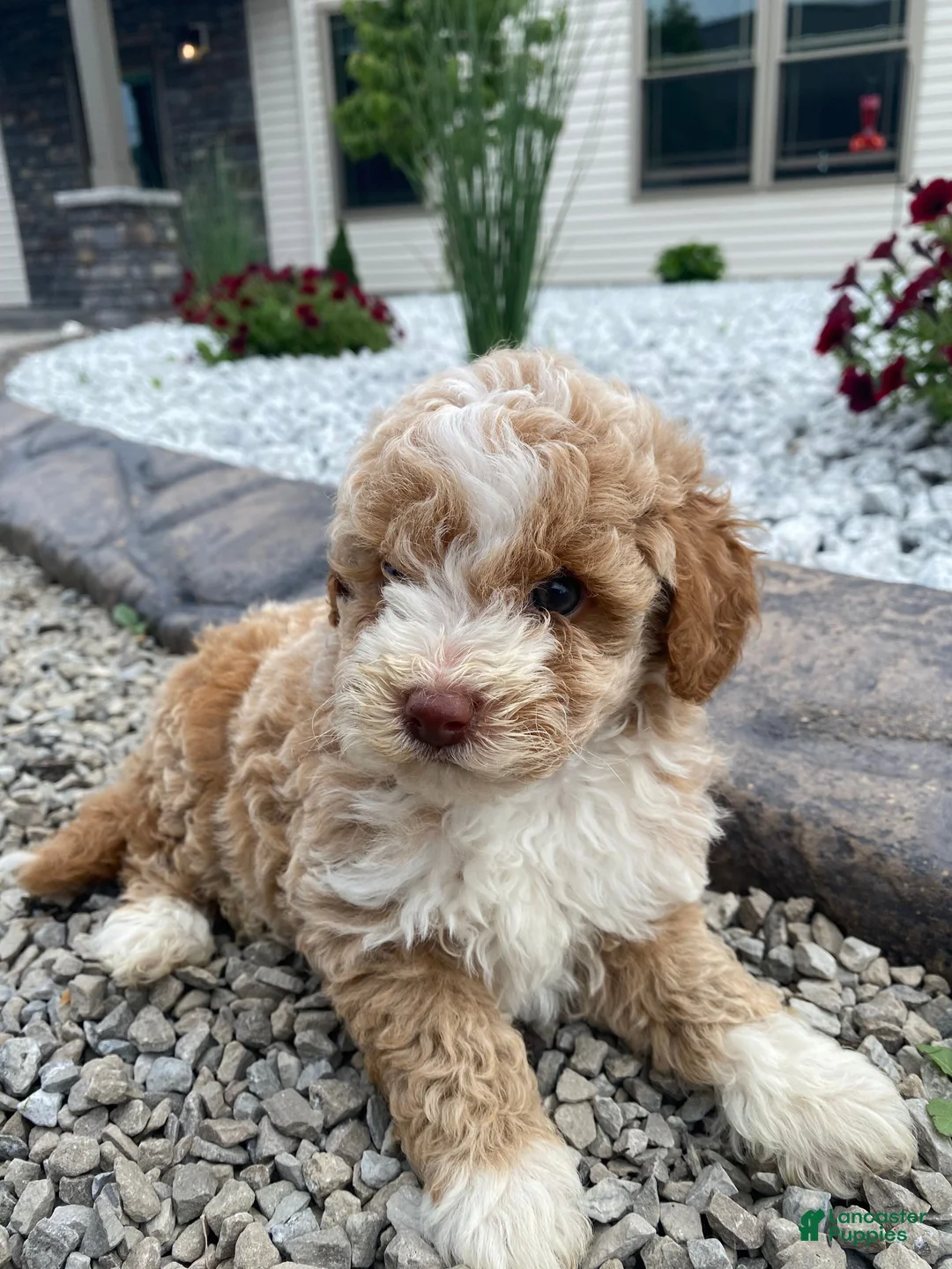 Miniature Poodle dogs for sale: Lincoln - Ad 2