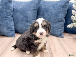 Mini Bernedoodle dogs Archie - Ad 19