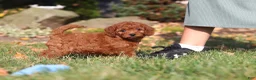 Cavapoo dogs for sale: Pearl - Ad 19