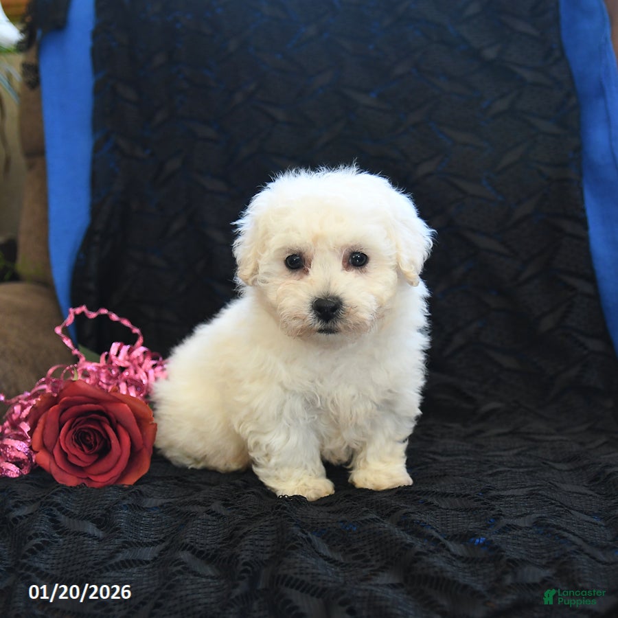 Bichon Frise dogs for sale: Pete - Ad 2
