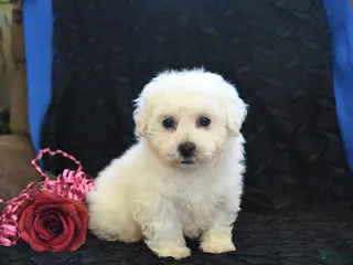 Bichon Frise dogs Pete - Ad 33