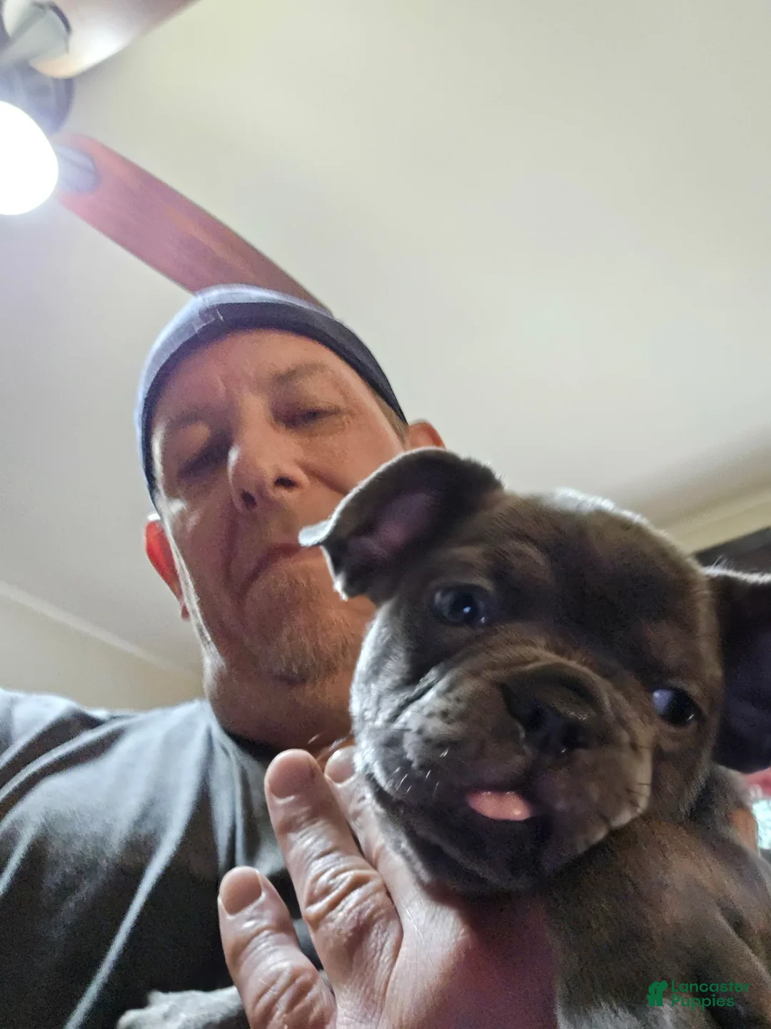 French Bulldog dogs for sale: French Bulldog Puppy 4 - Ad 1