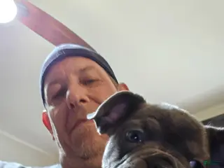 French Bulldog dogs French Bulldog Puppy 4 - Ad 19
