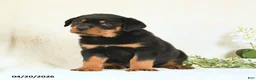 Rottweiler dogs for sale: Chester - Ad 3