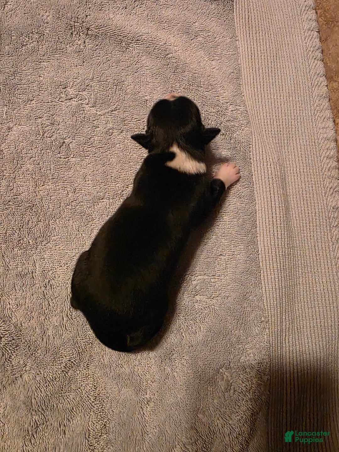 Miniature Australian Shepherd dogs for sale: Miniature Australian Shepherd Puppy 5 - Ad 4