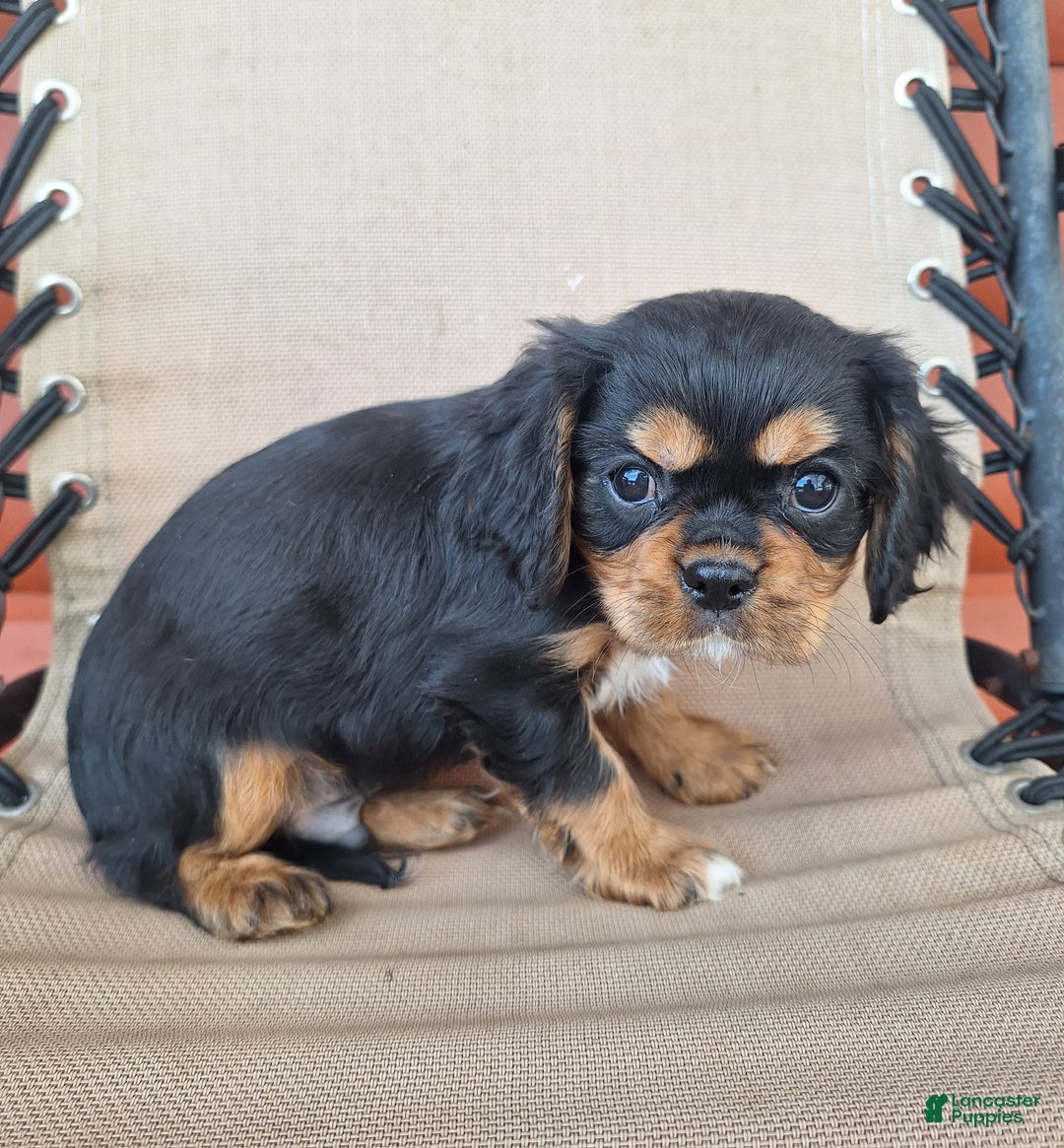 Cavalier King Charles Spaniel dogs for sale: Bear - Ad 3