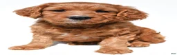 Mini Goldendoodle dogs for sale: Hailey - Ad 4