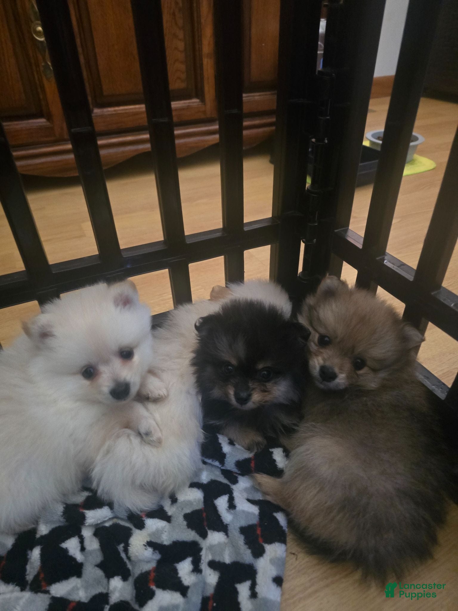 Pomeranian dogs Pomeranian Puppy 2 - Ad 23