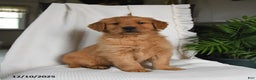 Golden Retriever dogs for sale: River - Ad 2