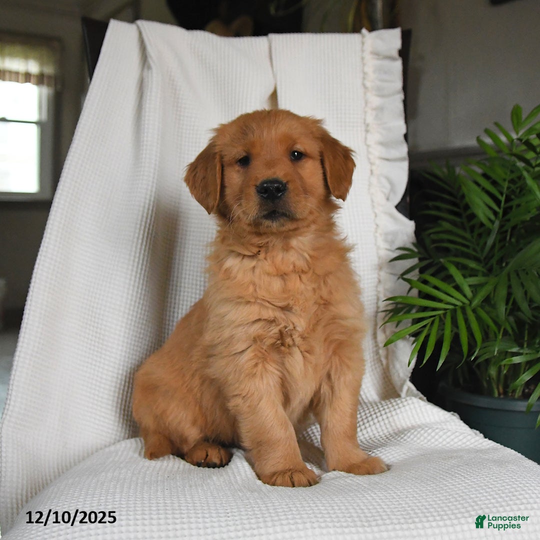 Golden Retriever dogs for sale: River - Ad 2