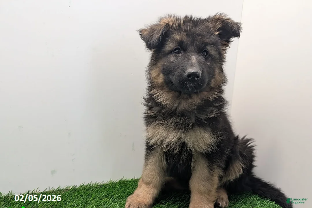 German Shepherd dogs for sale: Cherry - Ad 2