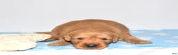 Golden Retriever dogs for sale: Adayah - Ad 4