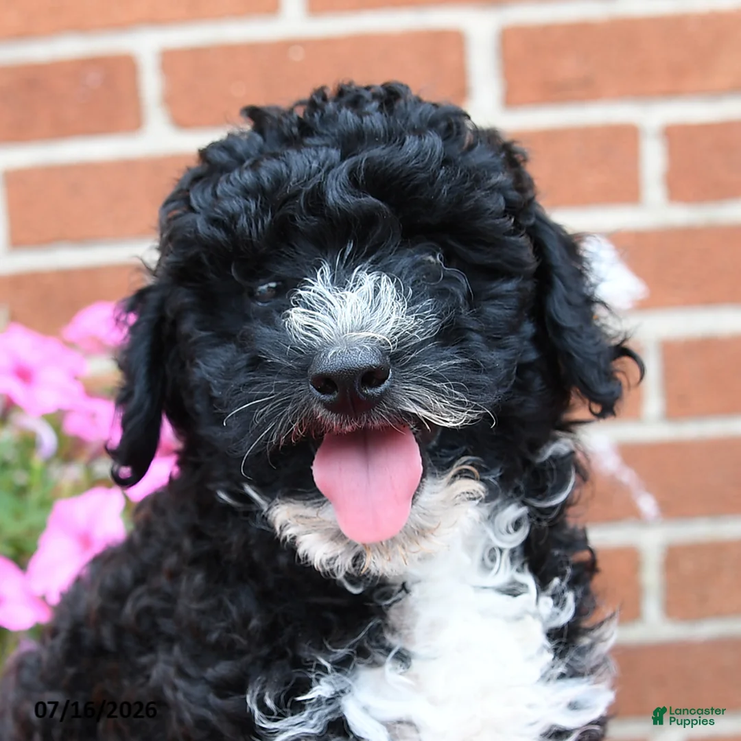 Miniature Poodle dogs for sale: Tux - Ad 1