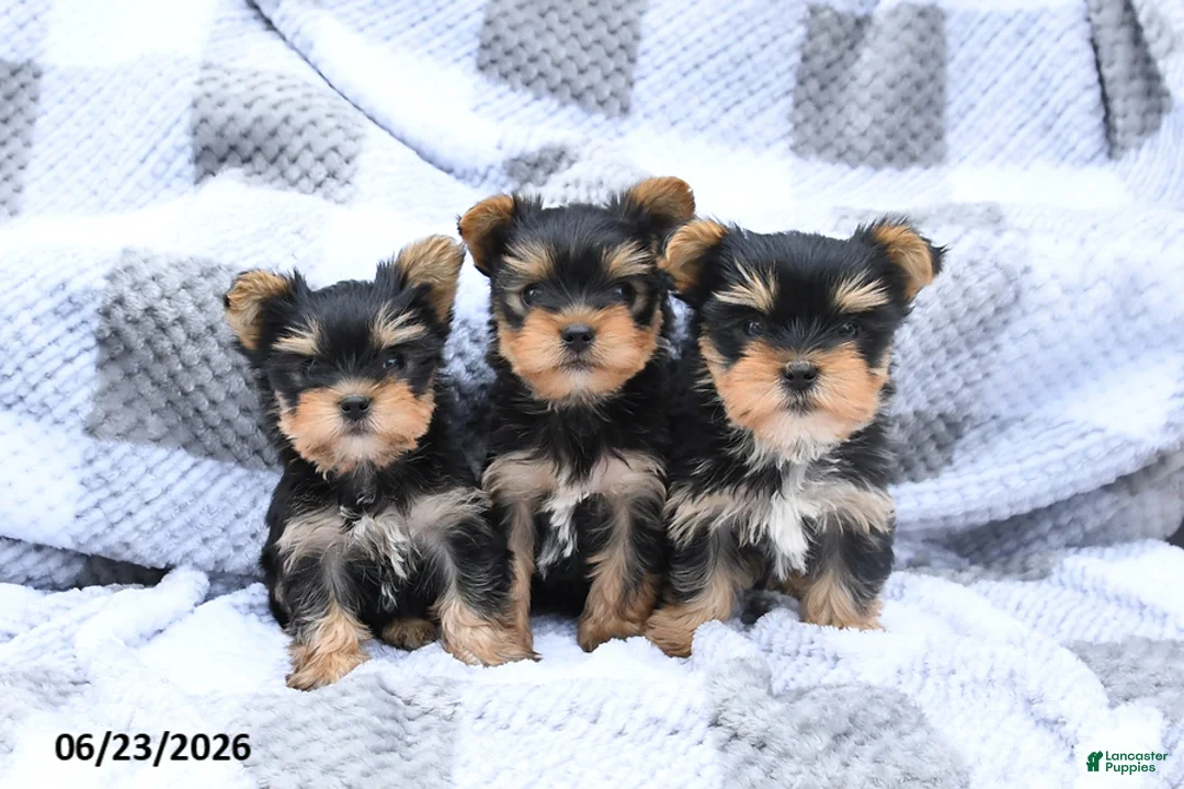 Yorkshire Terrier dogs for sale: Holly - Ad 3