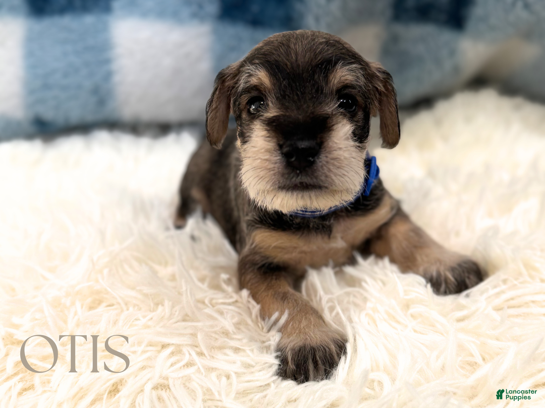 Miniature Schnauzer dogs for sale: OTIS - Ad 3