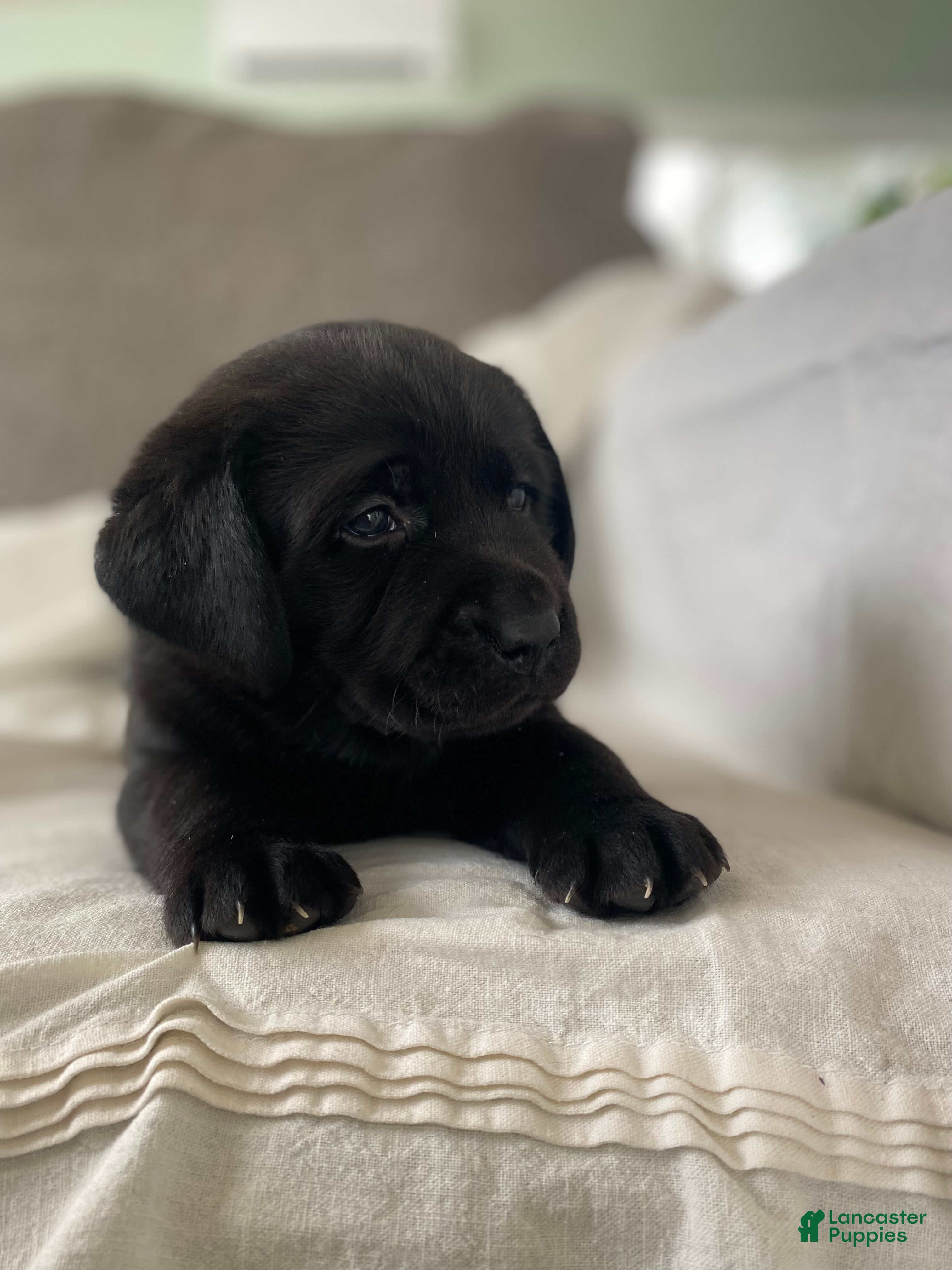 Labrador Retriever dogs Pepper - Ad 2