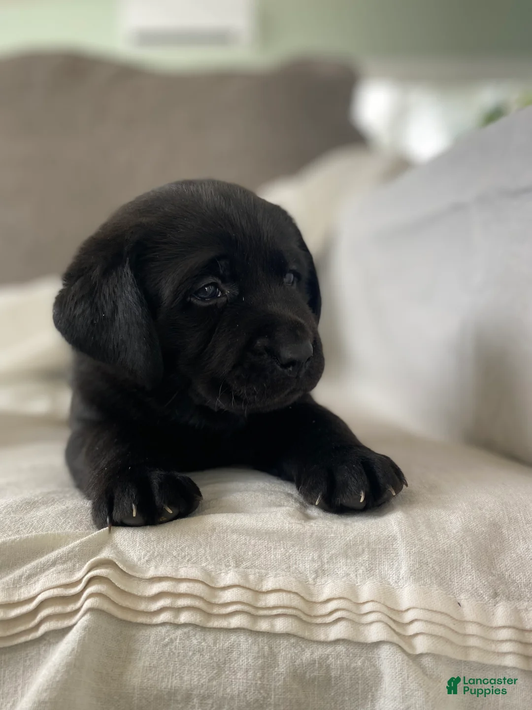 Labrador Retriever dogs for sale: Pepper - Ad 2