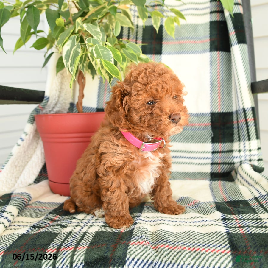 Toy Poodle dogs Ruby - Ad 2