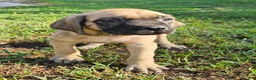 English Mastiff dogs for sale: English Mastiff Eve - Ad 7