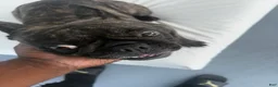 French Bulldog dogs for sale: French Bulldog 1 - Ad 1