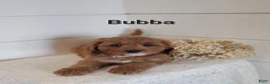 Bubba