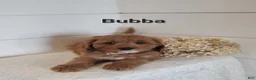 Cavapoo dogs for sale: Bubba - Ad 1