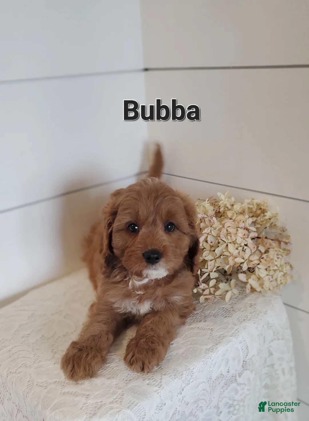 Cavapoo dogs for sale: Bubba - Ad 1