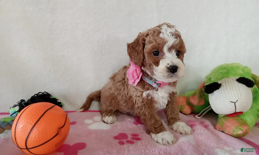 Cavapoo dogs for sale: Polly - Ad 7