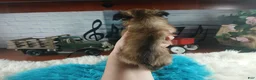 Chihuahua dogs for sale: Micro teacup long hair chihuahua.  Hand Delivery  - Ad 3