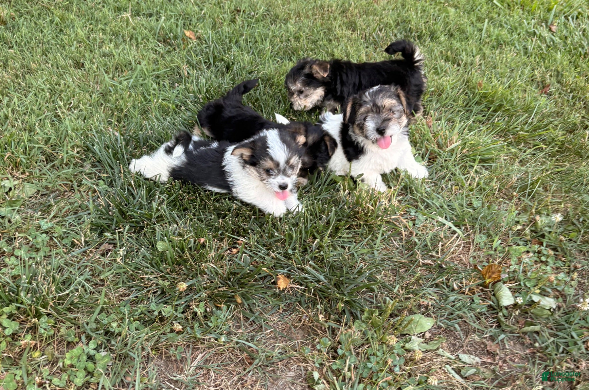 Morkie dogs Cody - Ad 1