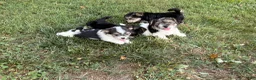 Morkie dogs for sale: Cody - Ad 1