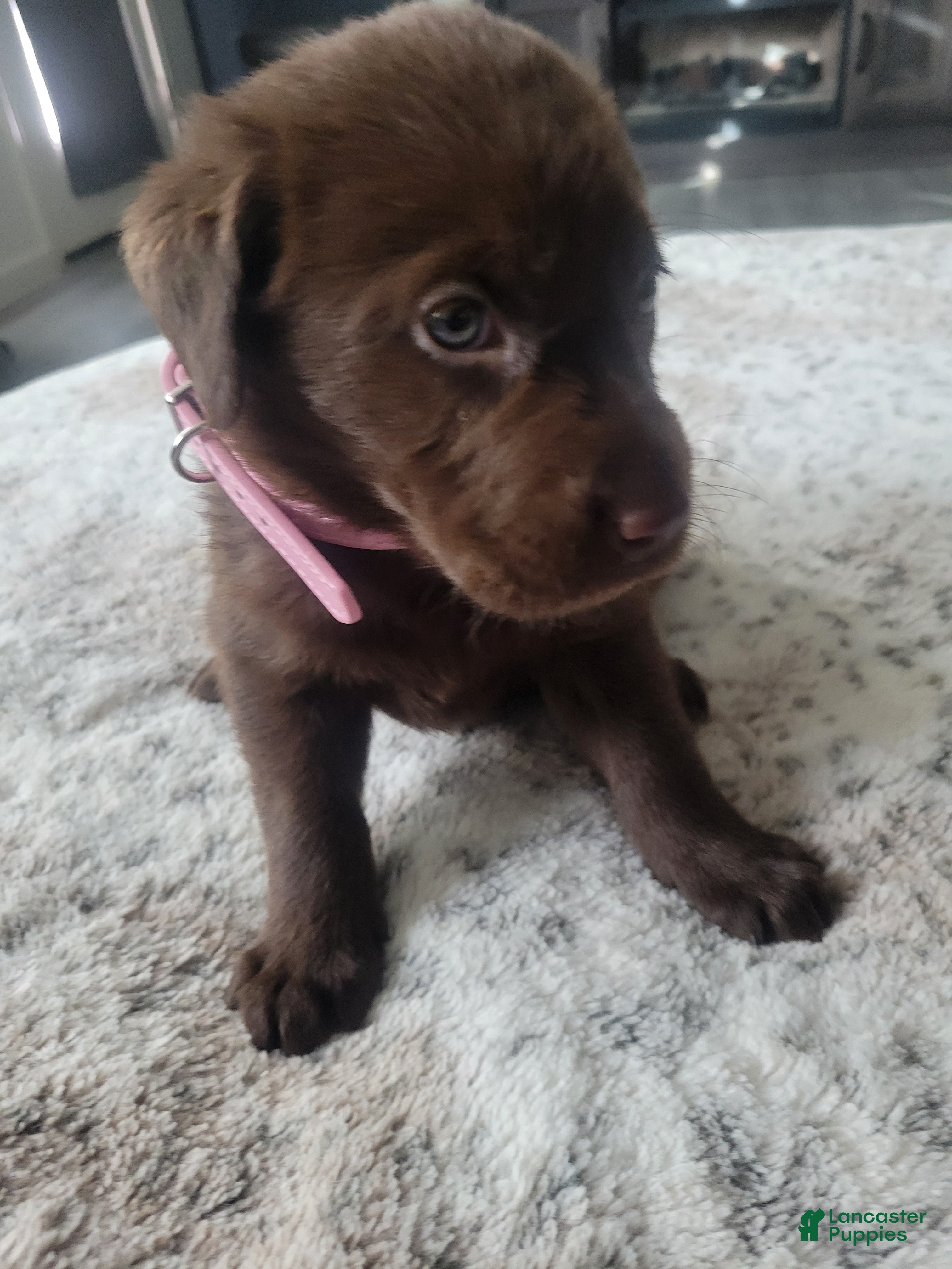 Labrador Retriever dogs Labrador Retriever Puppy 3 - Ad 11