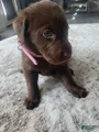 Labrador Retriever Puppy 3