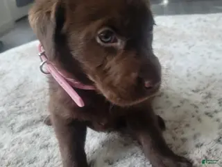 Labrador Retriever dogs Labrador Retriever Puppy 3 - Ad 9