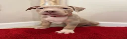 American Bully dogs for sale: American Bully Puppy 5 - Ad 2