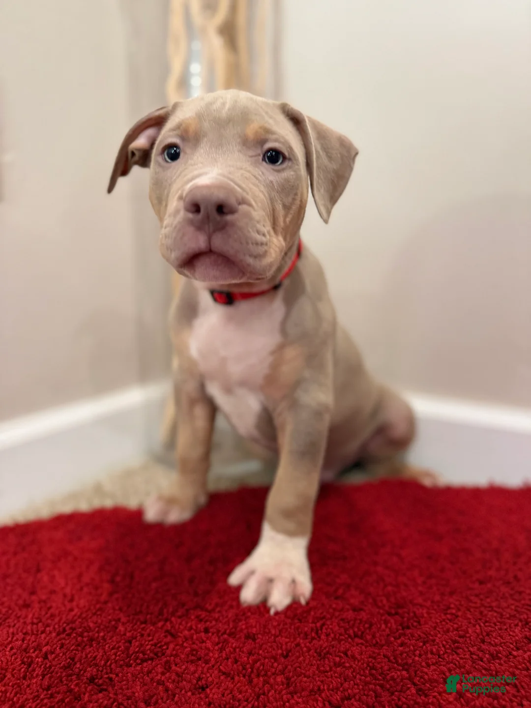 American Bully dogs for sale: American Bully Puppy 5 - Ad 2
