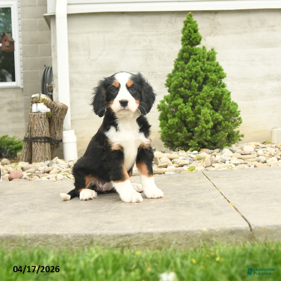 Miniature Bernese Mountain Dog dogs Fanny - Ad 1