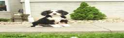 Miniature Bernese Mountain Dog dogs for sale: Fanny - Ad 1