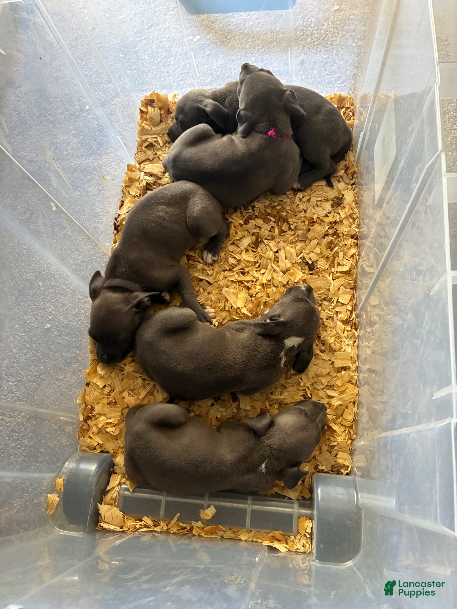 American Pit Bull Terrier dogs Matilda - Ad 22