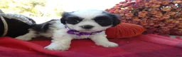 Shih Tzu dogs for sale: Shih Tzu 8 Catrina - Ad 4