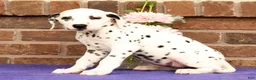 Dalmatian dogs for sale: Fran - Ad 5