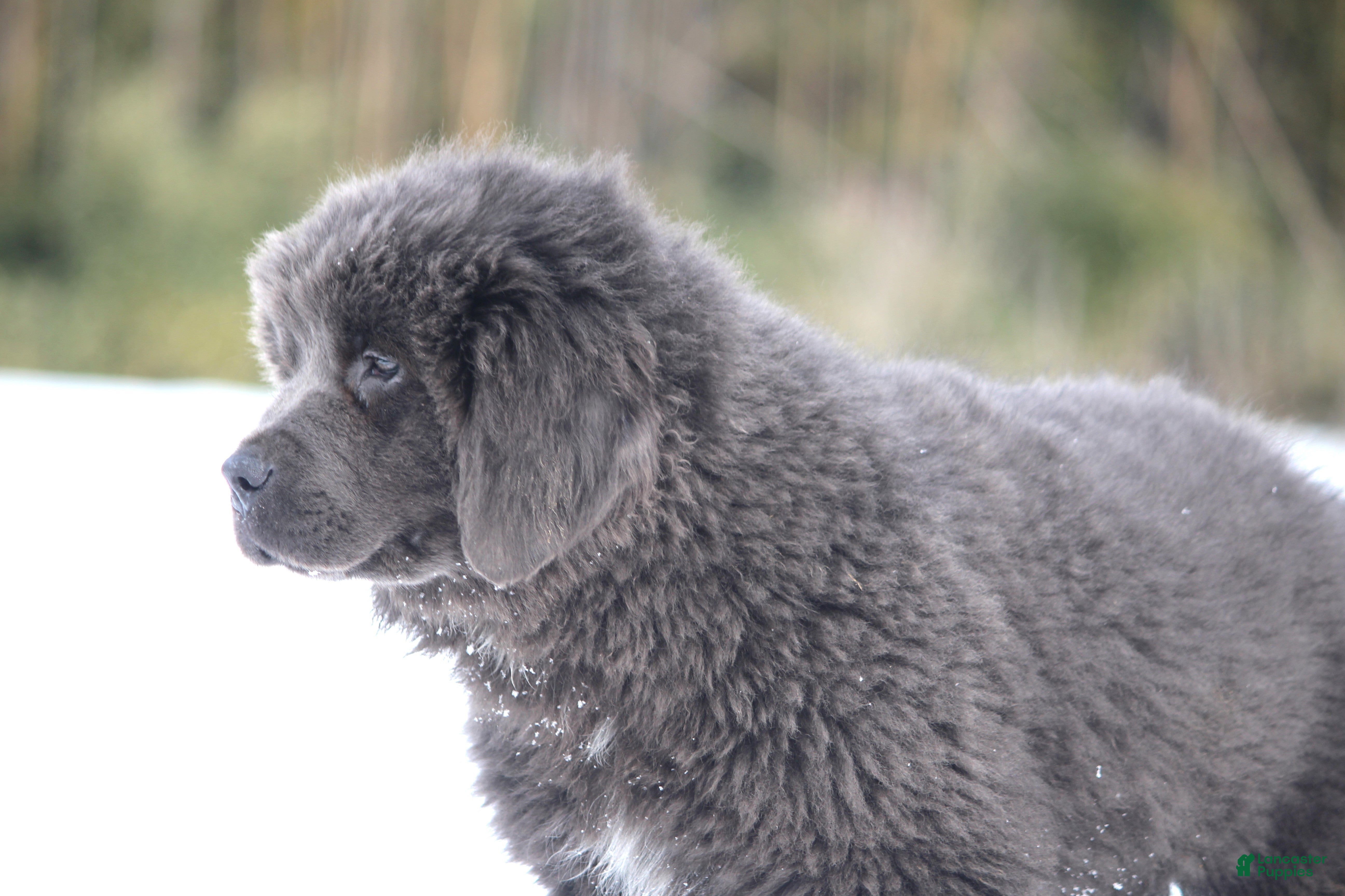 Newfoundland dogs Tess - Ad 2