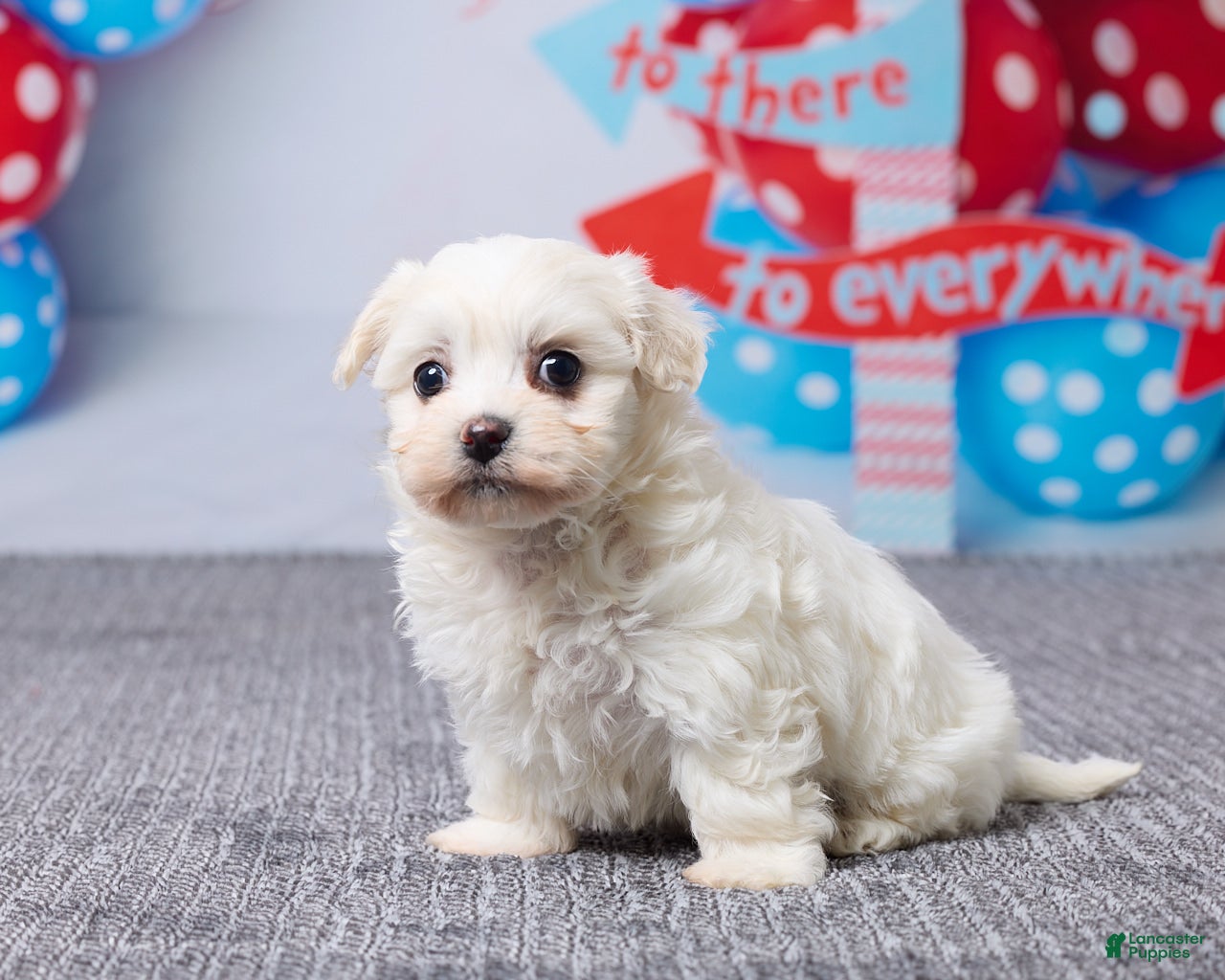 Mixed Breed dogs Macy - Ad 2