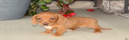 Dachshund dogs for sale: Sasha - Genetic Tested Parents - Ad 5