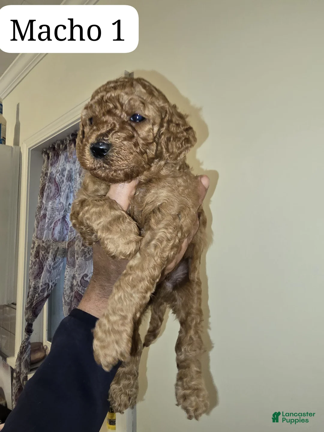 Goldendoodle dogs for sale: Goldendoodle Puppy 2 - Ad 1