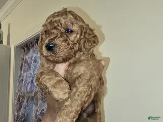 Goldendoodle dogs Goldendoodle Puppy 2 - Ad 21