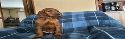 Irish Setter dogs for sale: Irish Setter male green collar - Ad 2
